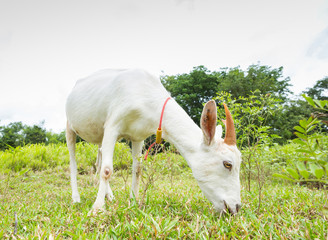 Obraz na płótnie Canvas Goat eating grass