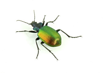 coleottero Calosoma sycophanta