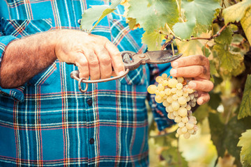 Adult Man Harvesting Grapes in the Vineyard