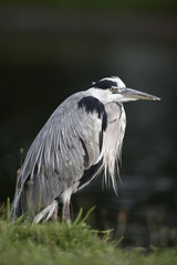 Grey heron, Ardea cinerea,