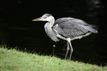 Grey heron, Ardea cinerea,