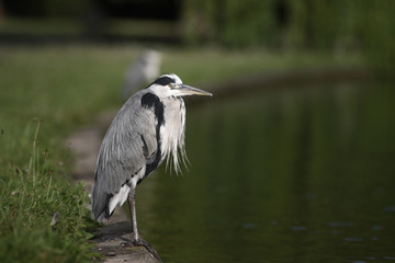 Grey heron, Ardea cinerea,