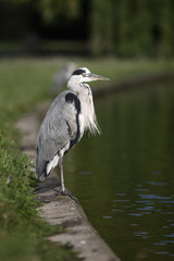 Grey heron, Ardea cinerea,
