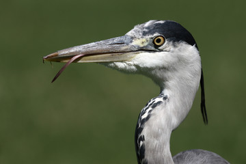 Grey heron, Ardea cinerea,
