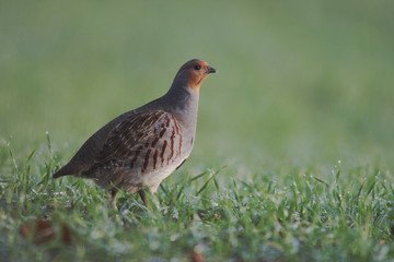 Grey partridge, Perdix perdix