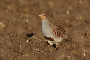 Grey partridge, Perdix perdix