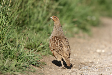 Grey partridge, Perdix perdix
