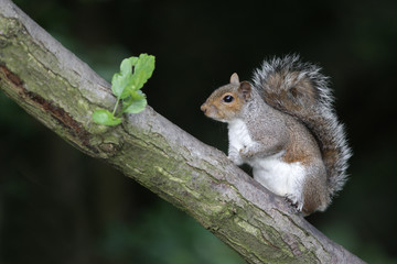 Grey squirrel, Sciurus carolinensis
