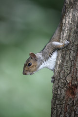 Grey squirrel, Sciurus carolinensis