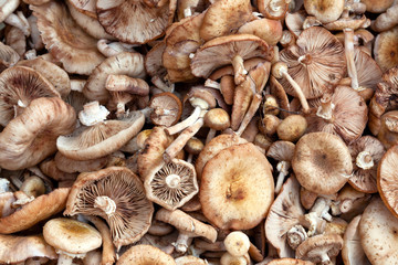 many Scotch bonnet mushroom