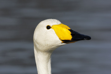 Whooper swan, Cygnus cygnus