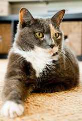 Grey cat with green eyes lays on the carpet