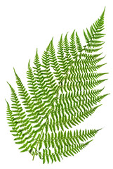green sprig of fern