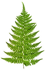 green sprig of fern