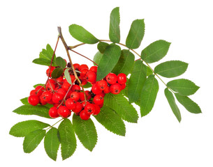 rowan berries and green leaves - obrazy, fototapety, plakaty