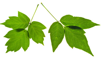 twigs of green ash tree leaves