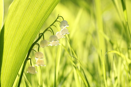 Fototapeta Lily of the valley in the forest