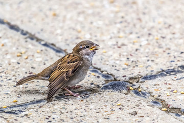 Youngling Yellow-Beak Sparrow With Injured Wing - At The Crossro