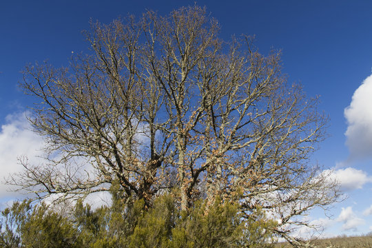Arbol Gran Roble con brezos