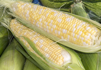 fresh yellow and white corn