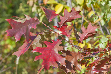 Fototapeta premium Oak branch with red autumn leaves