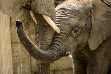 African elephant baby Tuluba with his mother in ZOO