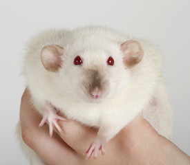 white rat