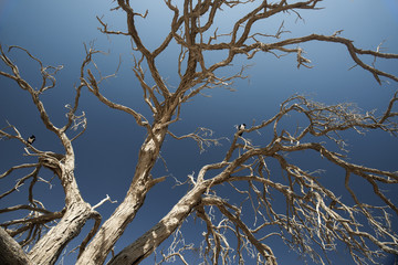 dry tree and birds