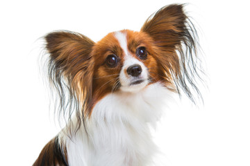 papillon dog on isolated white