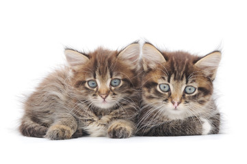 Fototapeta na wymiar Dwa małe kocięta