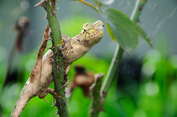 Brown Thai native lizard catch on the tree and act to the camera