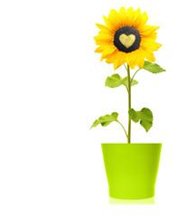 Sunflower plant with heart in green pot isolated on white