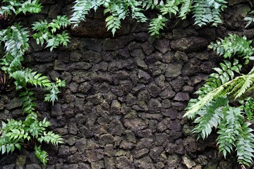Stone wall with plant ferns