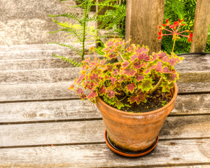 Variegated geranium in a clay pot