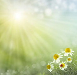 spring background . ladybug on camomile