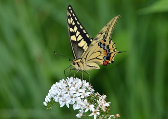 Obraz na płótnie Canvas オカトラノオにとまるアゲハ蝶