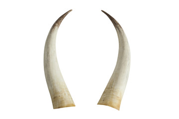Fototapeta premium Duże kły z kości słoniowej