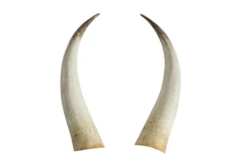 Papier Peint photo Lavable Éléphant Big ivory tusks