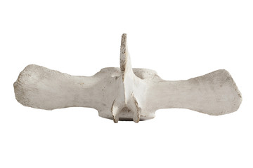 Big whale bone