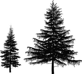two black firs isolated on white background