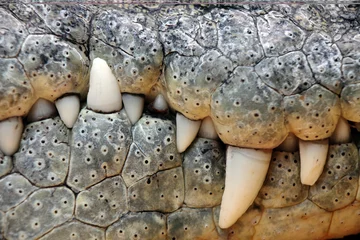 Selbstklebende Fototapete Krokodil Krokodilzähne