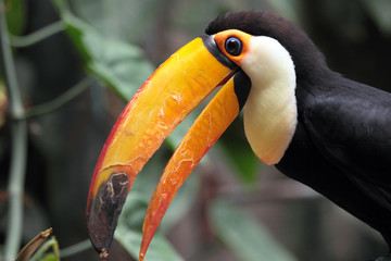 toucan