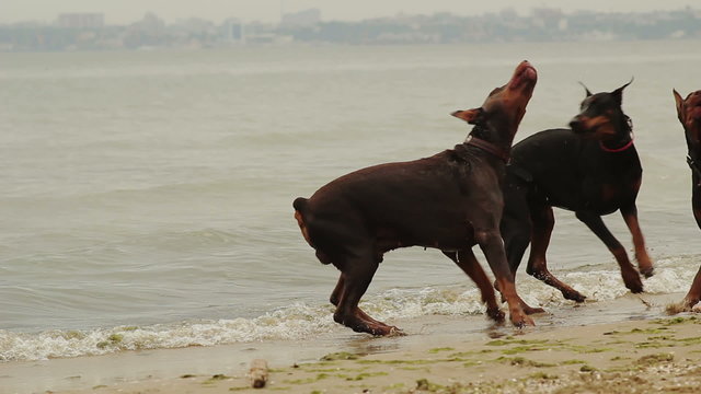 Happy Dogs Playing at the Sea