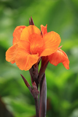 Canna Ibis