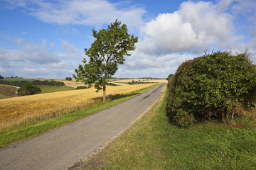 ash tree and country road