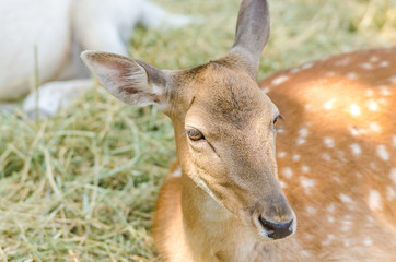 Obraz premium Deer Portrait