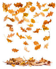 Oak autumn leaves falling to the ground, white background.