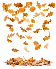 Papier Peint photo Automne Feuilles d& 39 automne de chêne tombant au sol, fond blanc.