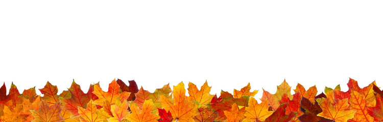 Obraz premium Seamless pattern of red maple autumn leaves.