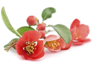 Beautiful red flower